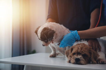 At a modern veterinary clinic, a Panshi Tzu puppy sits on an examination table. Meanwhile, a female veterinarian assesses the health of a healthy dog ​​being examined by a professional veterinarian.
