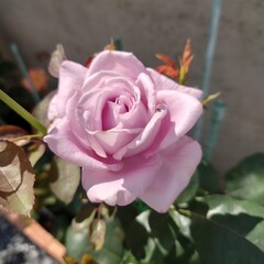 pink rose　ピンクの薔薇