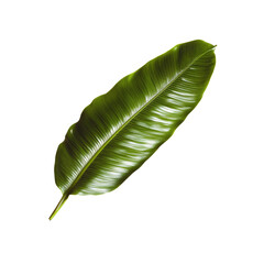 Obraz premium Lush Green Tropical Leaf Isolated on White Background