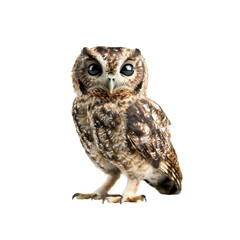 Naklejka premium Curious Owl with Big Eyes Looking at Camera