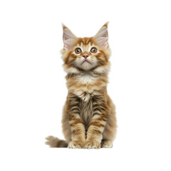 Obraz premium Adorable Maine Coon Kitten Sitting and Looking Up