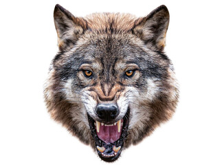 angry wolf head showinh teeth isolated 