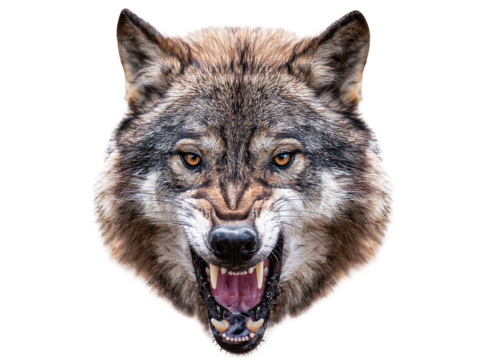 angry wolf head showinh teeth isolated 