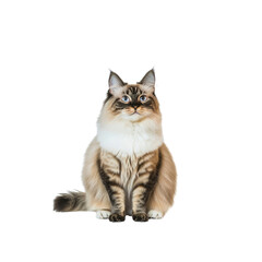 Beautiful Ragdoll Cat Sitting and Looking Up