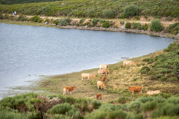 Cows lifestyle in a field