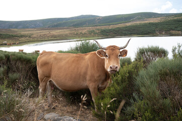 Cows lifestyle in a field