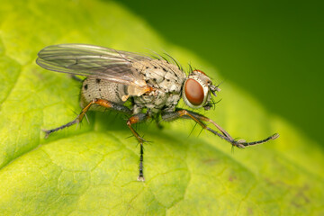 Common tiger fly cleaning up on a green leaf with blurred background