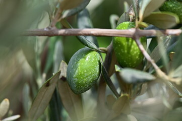 branch of a olive tree with leaves