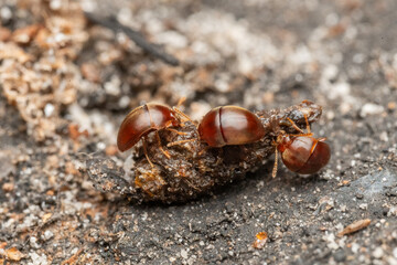 Anillochlamys tropica, Coleoptera, Leiodidae