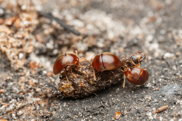 Anillochlamys tropica, Coleoptera, Leiodidae