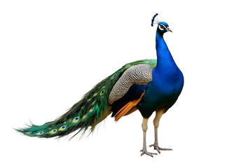 Naklejka premium A Majestic Peacock with Tail Feathers Spread