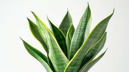 Obraz premium Vibrant Snake Plant Leaves Close-Up, Minimalist Nature Design with Bold Green Colors for Home and Indoor Aesthetic