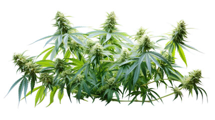 Fototapeta premium Close up of a fresh cannabis buds on transparent backgrounde, isolated, PNG
