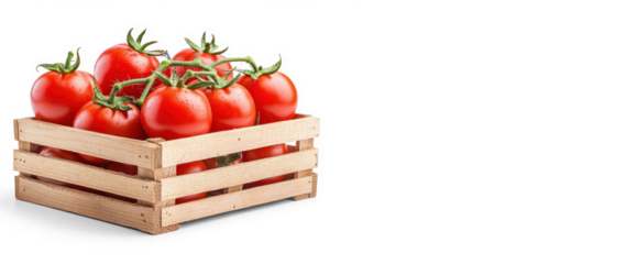 Fresh Tomatoes in Wooden Crate on Transparent Background