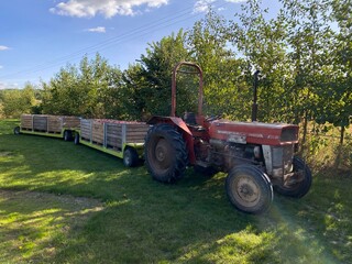 Apples being harvested from orchard in UK in the autumn with vintage tractor