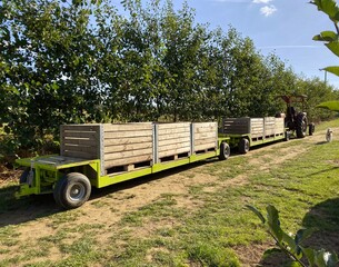 Apples being harvested from orchard in UK in the autumn.