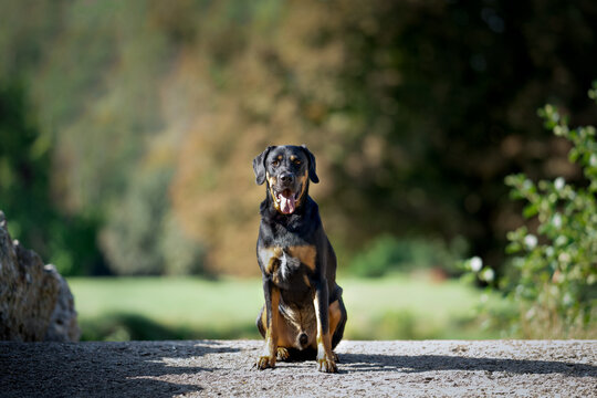 beauceron qui pose