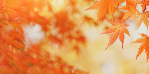 Vibrant autumn leaves background