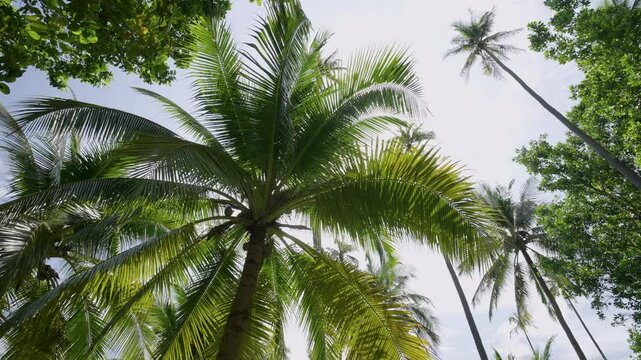 Palm trees against sky low angle view. coconut tree tall in garden farm tropical island.