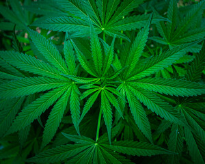 leaf background
