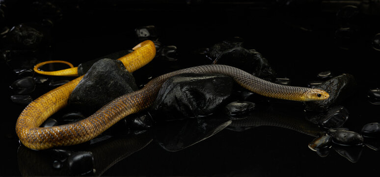 A yellow python is resting on a dark surface, its vibrant scales standing out against the black background