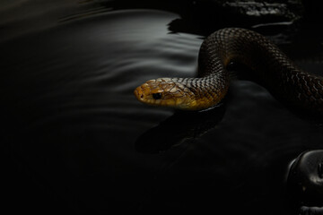  The calm water contrasts with the snake potential for sudden movement, creating a tense atmosphere.