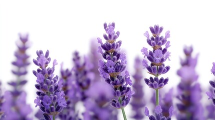 Obraz premium Beautiful Lavender Flowers in Soft Focus, Aromatic and Tranquil Purple Blooms