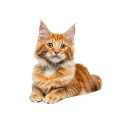 Obraz premium Adorable Maine Coon Kitten Lying Down and Looking Up