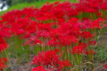 奈良県の明日香村の彼岸花