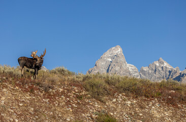 Bull Moose During the Rut in Autumn in Grand Teton National Park Wyoming