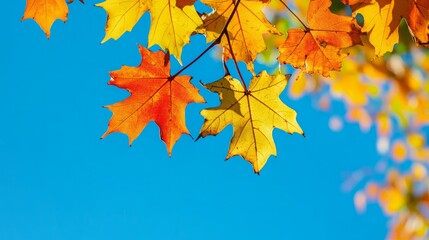 Autumn Maple Leaves Against Blue Sky