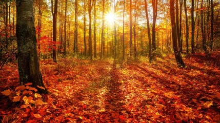 Obraz premium Autumnal Forest Path