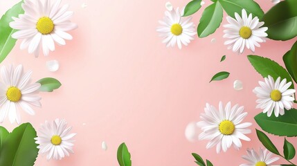 chamomile white flowers and leaves rounded on the edge decoration copy space