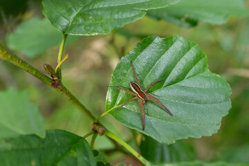 Araña Dolomedes sp. en Finlandia