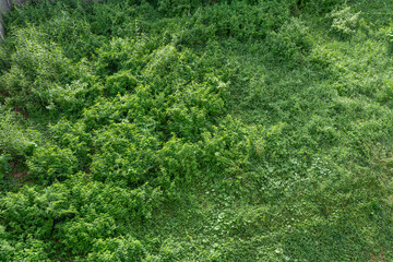 Green grass field texture, fresh nature's foliage