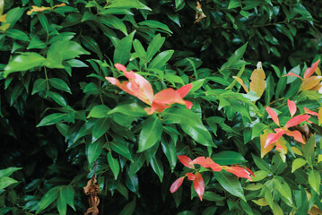 Syzygium Oleina or red shoots or red shoot leaves.