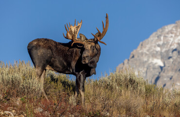 Bull Moose During the Rut in Autumn in Grand Teton National Park Wyoming