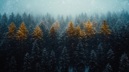 Winter Wonderland: Scenic Forest Blanketed in Snowfall Captured with Nikon Z7 II and 35mm Lens