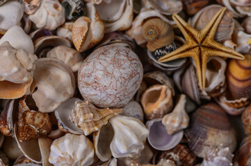 a variety of Mediterranean shells collected on the beach 2
