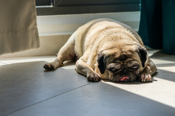 A pug dog is sleeping on a floor.