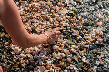 A collection of seashells found on a beach near the ocean