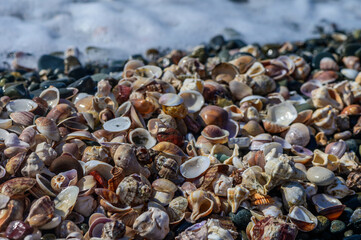 Rocks and shells lining the beach 2