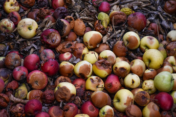 Damaged apples in compost pit on the ground in domestic apple orchard