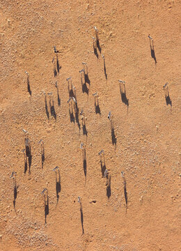 Aerial view of Gemsbok (Oryx gazella). On a sandy plain at the edge of the Namib Desert. Aerial view from a hot-air balloon..NamibRand Nature Reserve, Namibia.