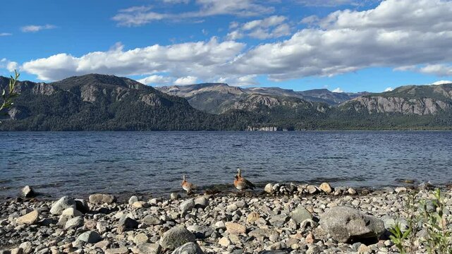 Cauquenes on the Lago Traful shore in Villa Traful, Neuquen. Argentina.