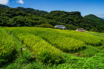 山の棚田　伊豆松崎