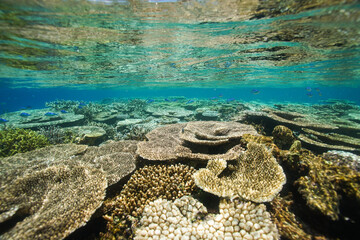 Beautiful coral reef underwater Okinawa in Japan