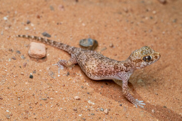Reptiles de Marruecos
