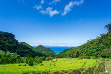 Obraz premium 山の棚田 伊豆松崎