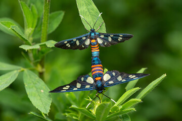 Mariposas y orugas de Marruecos